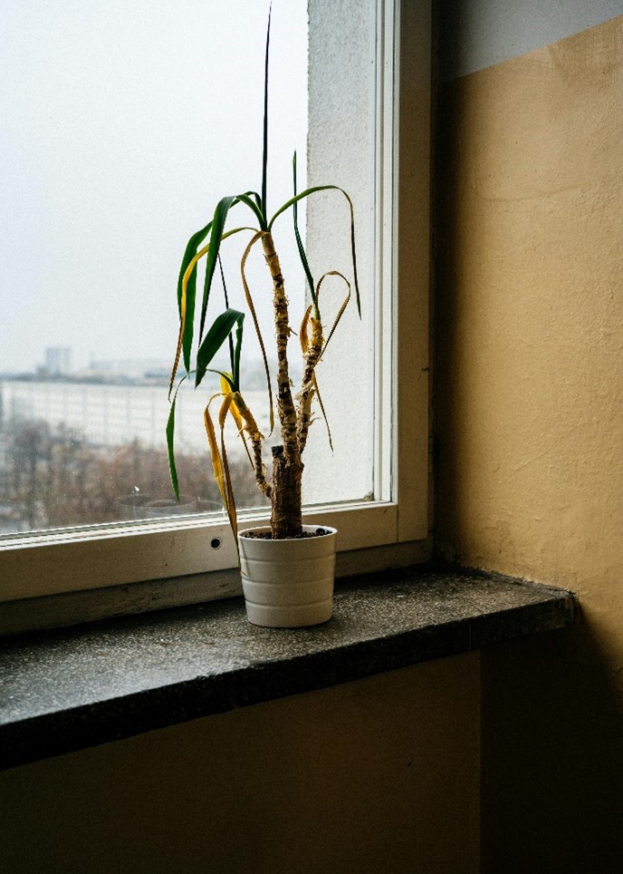 Dying potted plant in window.